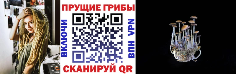 наркота Шахунья blacksprut зеркало Галлюциногенные грибы Psilocybine cubensis